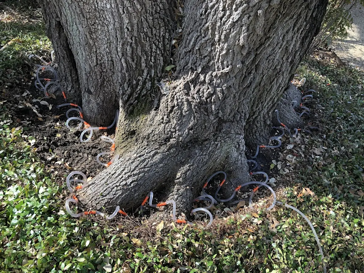 Detailed Tree Cabling and Bracing job site in Bowbells