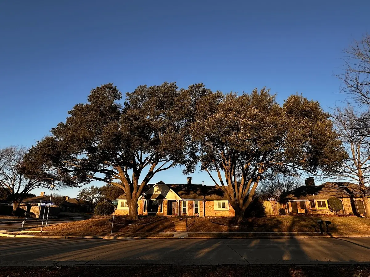 Established residential canopy tree shading a home in Bowbells
