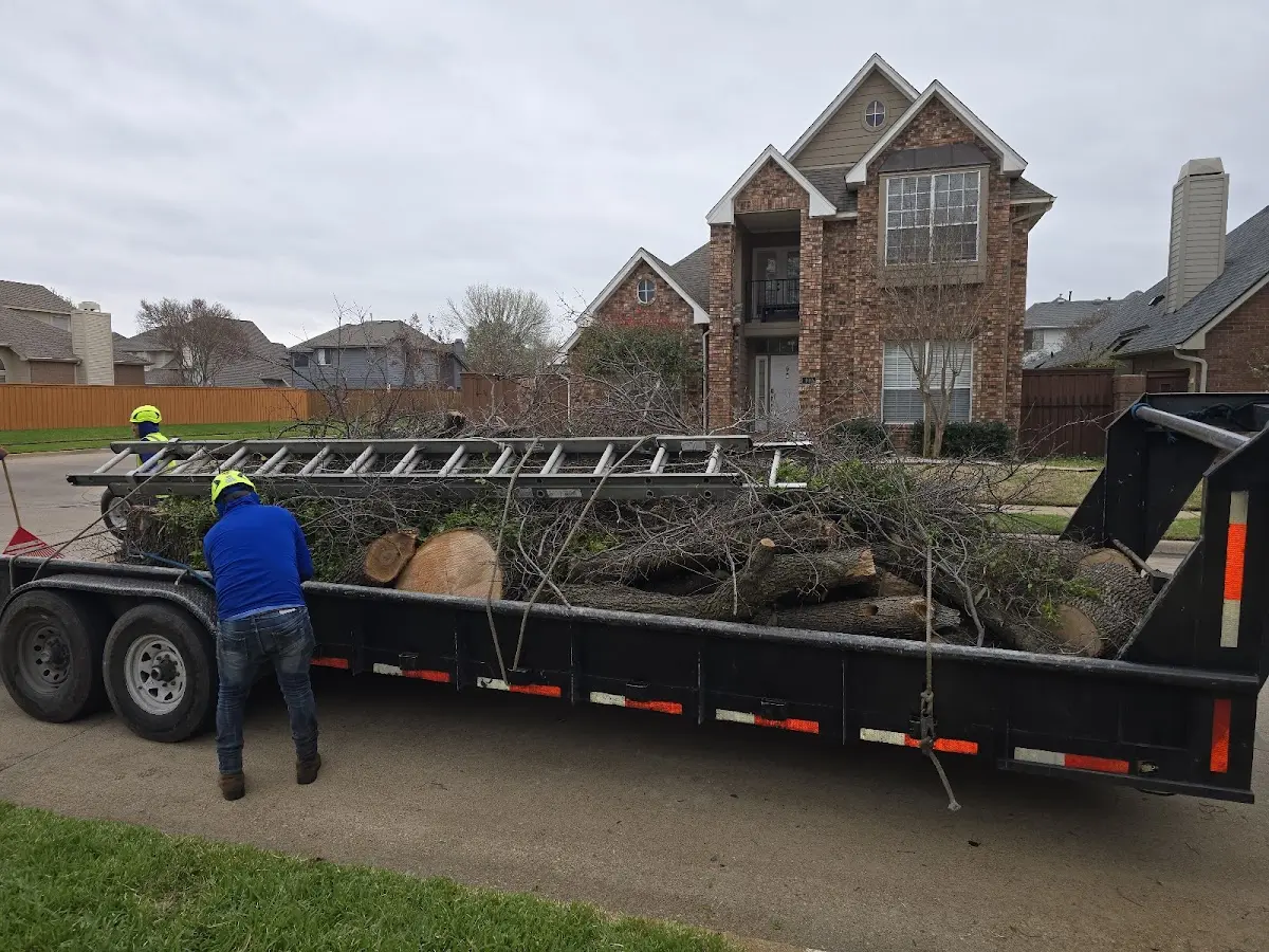 Expert Tree Removal with proper safety equipment in Bowbells